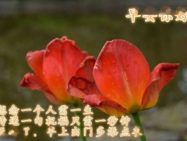 给会员发的问候短信怎么写